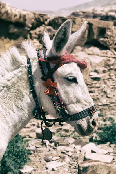 Un burro esperando al turista cerca de la montaña —  Fotos de Stock