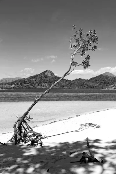 In der schönen Insel cosatline und Baum — Stockfoto