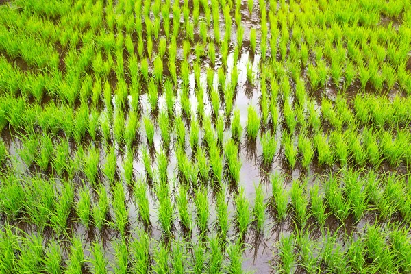 Perto de um campo de cultivo de cereais de arroz — Fotografia de Stock