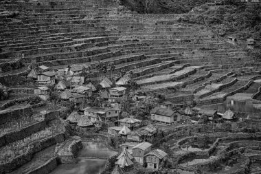   coultivation pirinç Teras alanı   