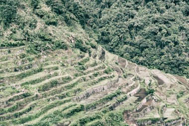   coultivation pirinç Teras alanı   