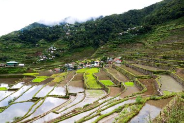   coultivation pirinç Teras alanı   