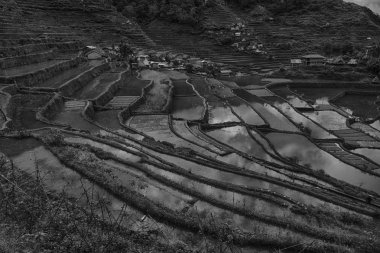   coultivation pirinç Teras alanı   