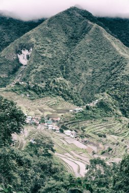   coultivation pirinç Teras alanı   