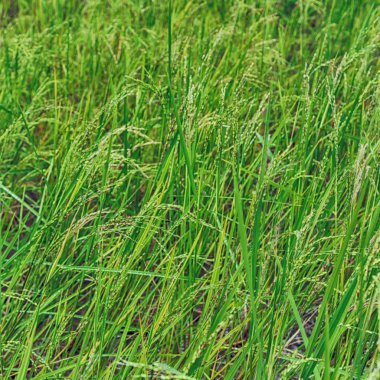   bir pirinç tahıl ekimi alanı yakın çekim