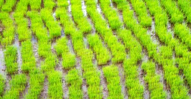   coultivation pirinç Teras alanı   