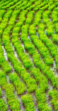   bir pirinç tahıl ekimi alanı yakın çekim