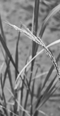   bir pirinç tahıl ekimi alanı yakın çekim