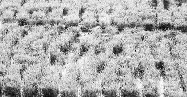   bir pirinç tahıl ekimi alanı yakın çekim