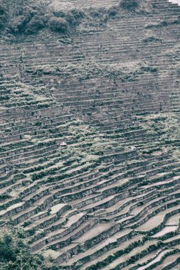   coultivation pirinç Teras alanı   