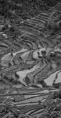   coultivation pirinç Teras alanı   