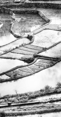   coultivation pirinç Teras alanı   