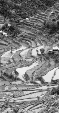   coultivation pirinç Teras alanı   