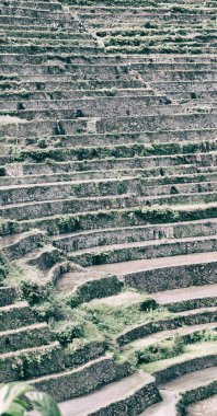   coultivation pirinç Teras alanı   