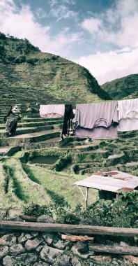   coultivation pirinç Teras alanı   