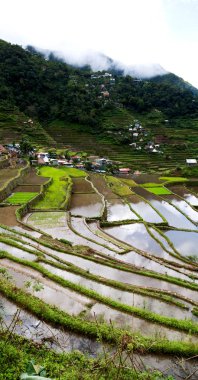   coultivation pirinç Teras alanı   