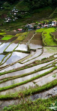   coultivation pirinç Teras alanı   