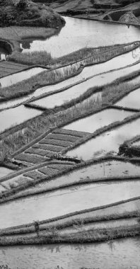   coultivation pirinç Teras alanı   