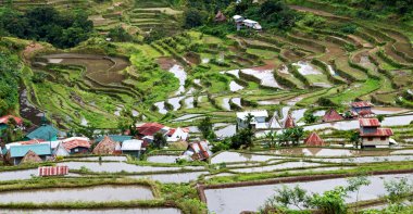   coultivation pirinç Teras alanı   