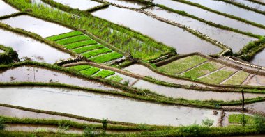   coultivation pirinç Teras alanı   