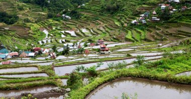   coultivation pirinç Teras alanı   