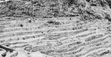   coultivation pirinç Teras alanı   