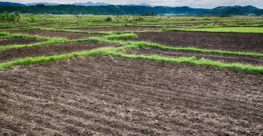   coultivation pirinç Teras alanı   