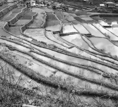   coultivation pirinç Teras alanı   