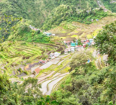   coultivation pirinç Teras alanı   