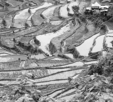   coultivation pirinç Teras alanı   