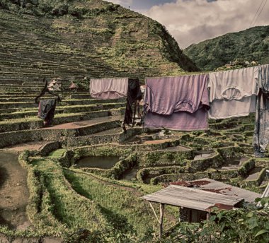   coultivation pirinç Teras alanı   