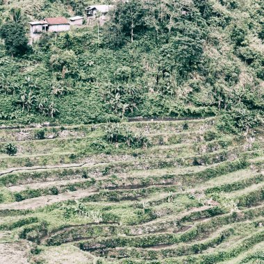   coultivation pirinç Teras alanı   