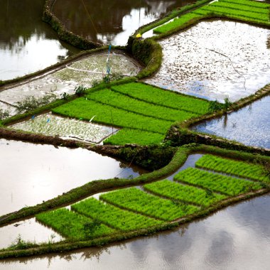   coultivation pirinç Teras alanı   