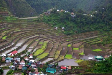   coultivation pirinç Teras alanı   
