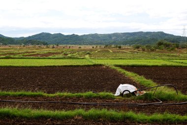   coultivation pirinç Teras alanı   