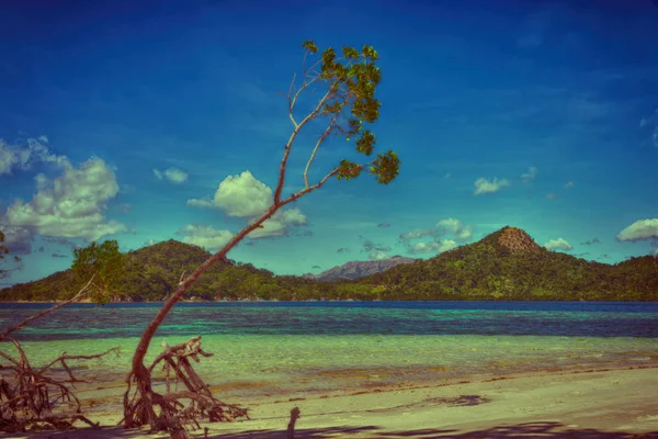 En la hermosa isla cosatline y el árbol —  Fotos de Stock