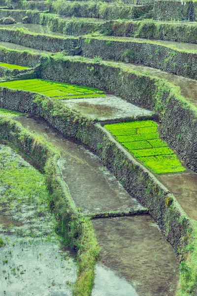 Campo de terraço para coultivação de arroz — Fotografia de Stock