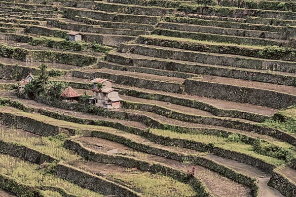Terras veld voor coultivation van rijst — Stockfoto