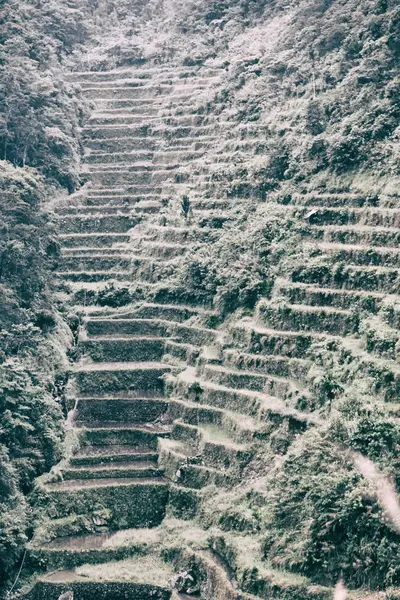 Terrace   field for  coultivation of rice — Stock Photo, Image