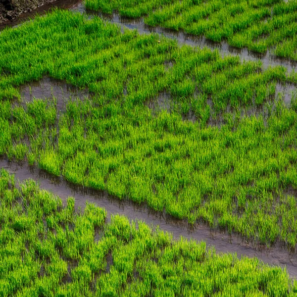 Perto de um campo de cultivo de cereais de arroz — Fotografia de Stock