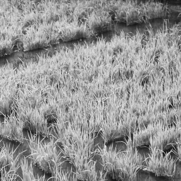 Primo piano di un campo di coltivazione di cereali di riso — Foto Stock