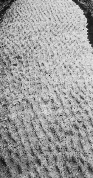   закрытие поля для выращивания зерновых
