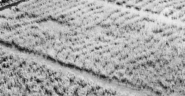Close up van een rijst gebied voor de teelt van de granen — Stockfoto