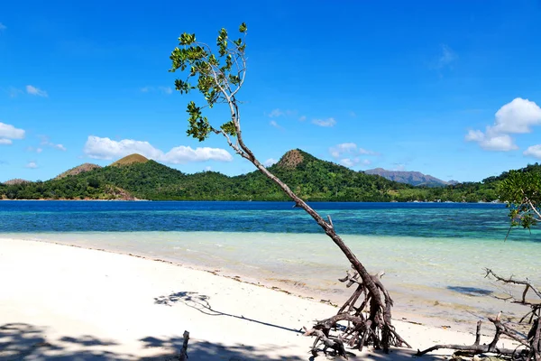 En la hermosa isla cosatline y el árbol — Foto de Stock