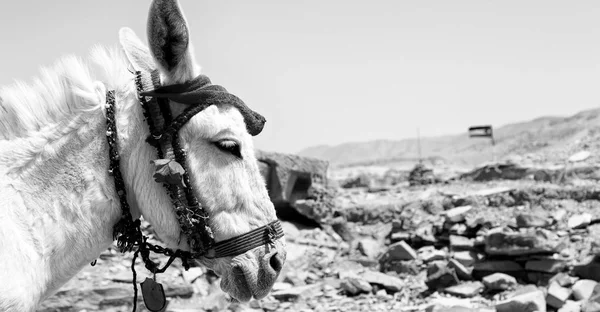 Un burro esperando al turista cerca de la montaña — Foto de Stock