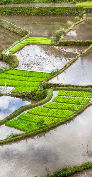 Campo de terraza para el coultivation de arroz —  Fotos de Stock