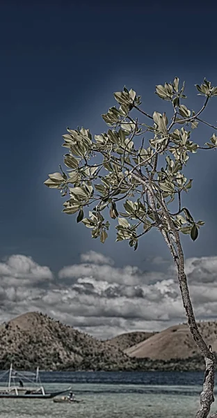 In der schönen Insel cosatline und Baum — Stockfoto