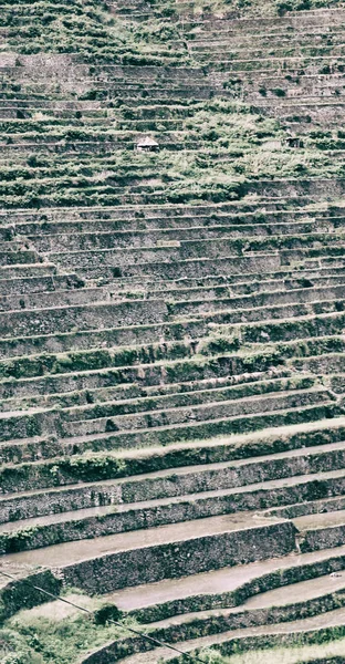 Terrace   field for  coultivation of rice — Stock Photo, Image