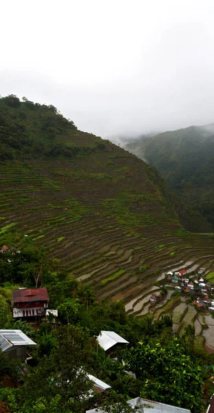 Terrace   field for  coultivation of rice — Stock Photo, Image