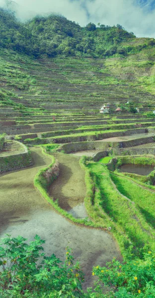 Terrace   field for  coultivation of rice — Stock Photo, Image